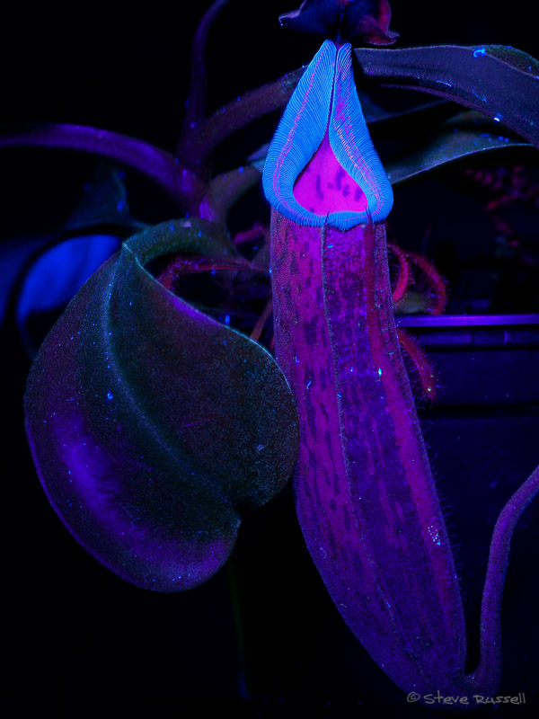 Pitcher plant fluorescing in UV light