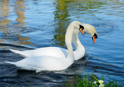 Swans on the River Test