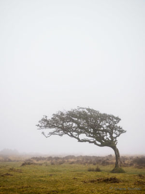 Windswept tree in the mist