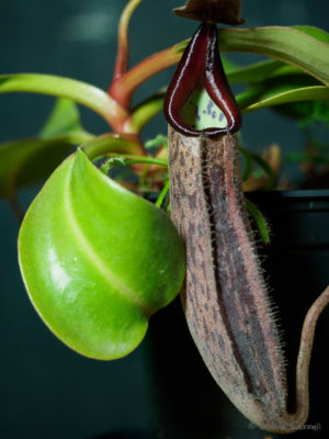 Pitcher plant in visible light