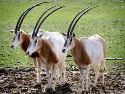 Scimitar-horned oryx